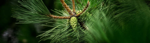 Çam Kozalağının Faydaları Nelerdir? | ÇAM KOZALAĞI