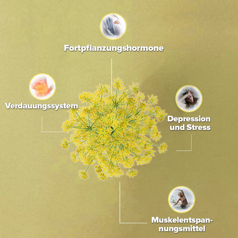 Zühre Ana Ekstraktlı Çakşır Suyu